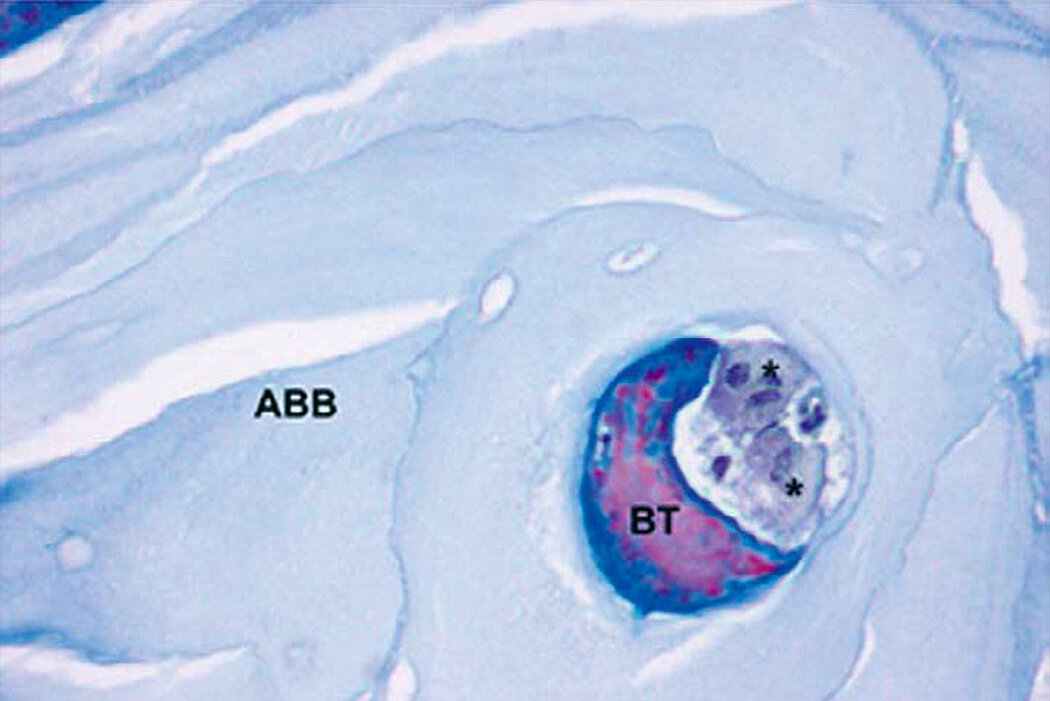 Histology from Galindo